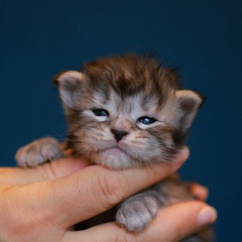Anoréa DE L'OR SAUVAGE Femelle Maine coon