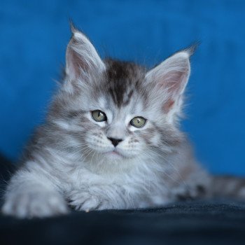 Anoréa DE L'OR SAUVAGE Femelle Maine coon