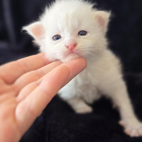 chaton Maine coon red silver blotched tabby Apollon Elevage de maine coon L'Or sauvage red silver blotched tabby