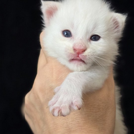 chaton Maine coon red silver blotched tabby Apollon Elevage de maine coon L'Or sauvage red silver blotched tabby