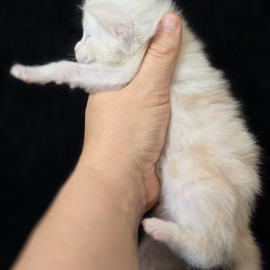 chaton Maine coon red silver blotched tabby Apollon Elevage de maine coon L'Or sauvage red silver blotched tabby