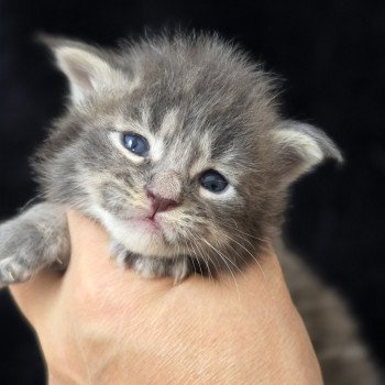 Aquiliano Acéor DE L'OR SAUVAGE Mâle Maine coon