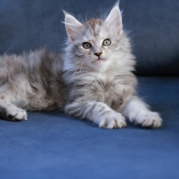 Ariabella Lumia DE L'OR SAUVAGE Femelle Maine coon