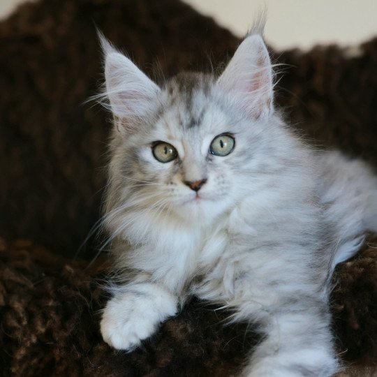 chaton Maine coon black tortie silver blotched tabby Ariabella Lumia Elevage de maine coon L'Or sauvage black tortie silver blotched tabby