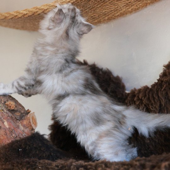chaton Maine coon black tortie silver blotched tabby Ariabella Lumia Elevage de maine coon L'Or sauvage black tortie silver blotched tabby