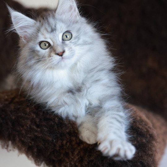 chaton Maine coon black tortie silver blotched tabby Ariabella Lumia Elevage de maine coon L'Or sauvage black tortie silver blotched tabby