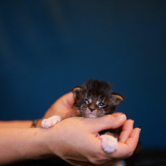 chaton Maine coon black silver blotched tabby bicolor Arion Elevage de maine coon L'Or sauvage black silver blotched tabby & blanc