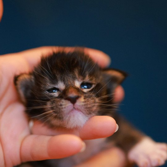 chaton Maine coon black silver blotched tabby bicolor Arion Elevage de maine coon L'Or sauvage black silver blotched tabby & blanc