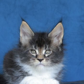 Arion DE L'OR SAUVAGE Mâle Maine coon