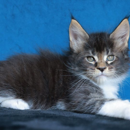 chaton Maine coon black silver blotched tabby & blanc Arion Elevage de maine coon L'Or sauvage brown mackerel tabby & blanc