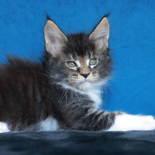 chaton Maine coon black silver blotched tabby & blanc Arion Elevage de maine coon L'Or sauvage brown mackerel tabby & blanc