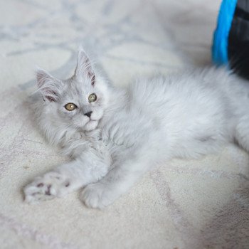 ARLO DE L'OR SAUVAGE Mâle Maine coon