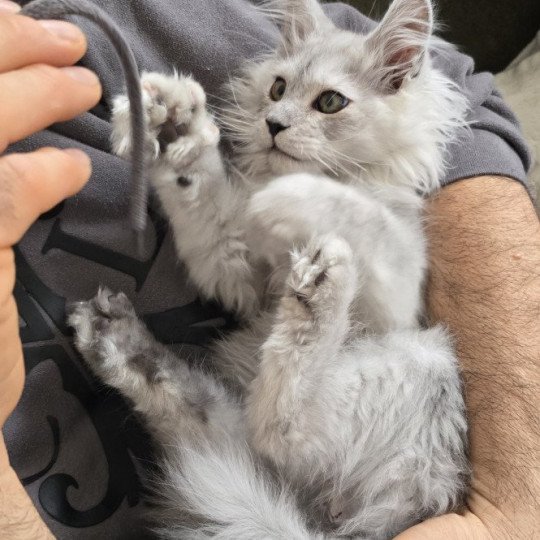 chaton Maine coon black silver shaded ARLO Elevage de maine coon L'Or sauvage black silver shaded