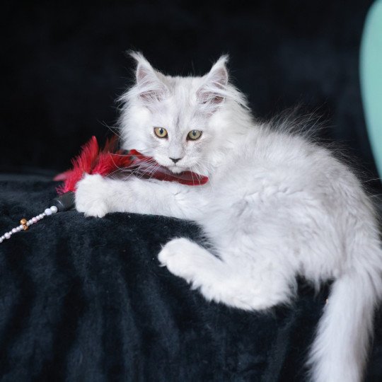 chaton Maine coon black silver shaded ARLO Elevage de maine coon L'Or sauvage black silver shaded