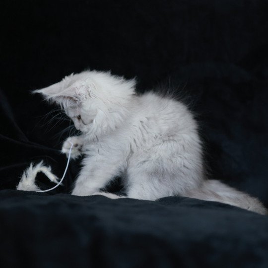 chaton Maine coon black silver shaded ARLO Elevage de maine coon L'Or sauvage black silver shaded