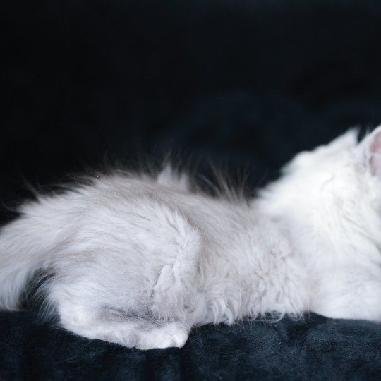 chaton Maine coon black silver shaded ARLO Elevage de maine coon L'Or sauvage black silver shaded