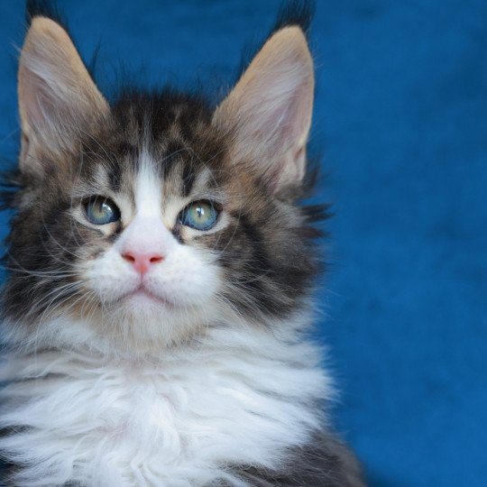 chaton Maine coon black silver blotched tabby & blanc Astar Elevage de maine coon L'Or sauvage brown blotched tabby & blanc