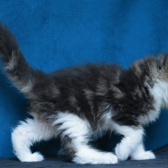 chaton Maine coon black silver blotched tabby & blanc Astar Elevage de maine coon L'Or sauvage brown blotched tabby & blanc