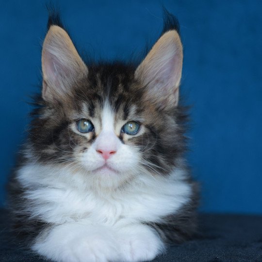 chaton Maine coon black silver blotched tabby & blanc Astar Elevage de maine coon L'Or sauvage brown blotched tabby & blanc