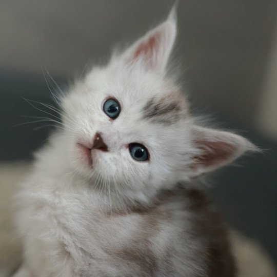 chaton Maine coon black silver blotched tabby Astral Elevage de maine coon L'Or sauvage black silver blotched tabby