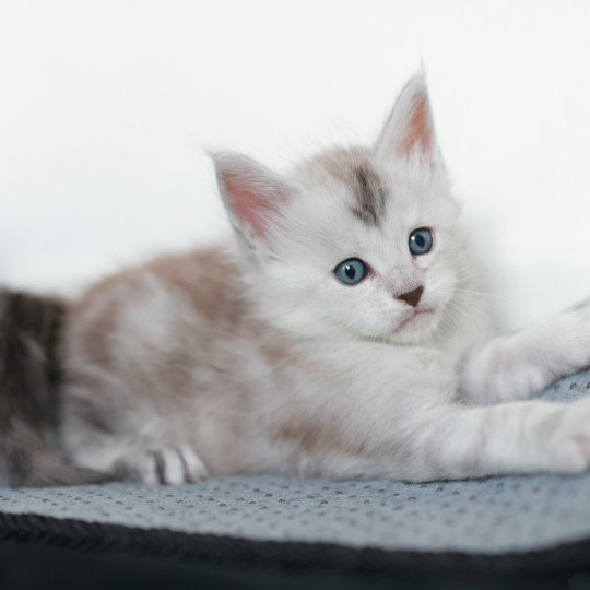 chaton Maine coon black silver blotched tabby Astral Elevage de maine coon L'Or sauvage black silver blotched tabby