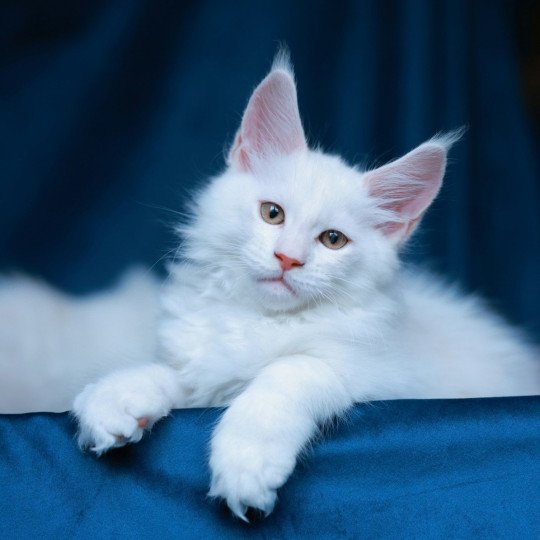 chaton Maine coon red shell Azhir Elevage de maine coon L'Or sauvage red shell