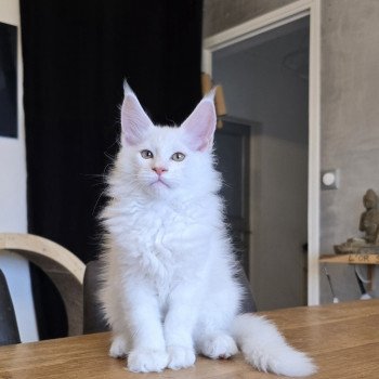 Azhir DE L'OR SAUVAGE Mâle Maine coon