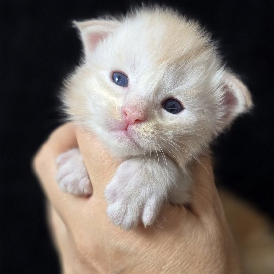 Azor Solis DE L'OR SAUVAGE Mâle Maine coon