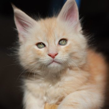 Azor Solis DE L'OR SAUVAGE Mâle Maine coon