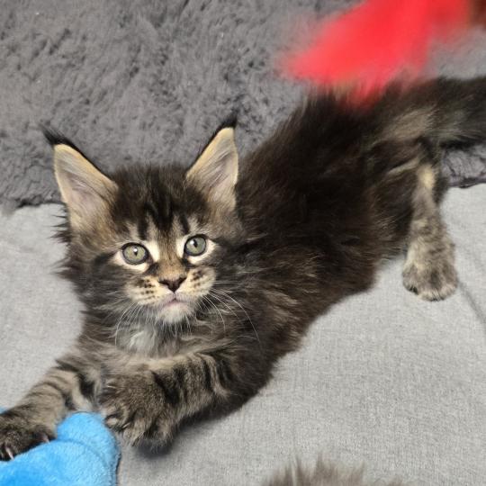 chaton Maine coon brown blotched tabby Balisto Elevage de maine coon L'Or sauvage brown blotched tabby