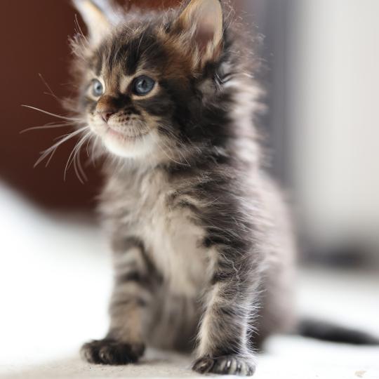 chaton Maine coon brown blotched tabby Balisto Elevage de maine coon L'Or sauvage brown blotched tabby