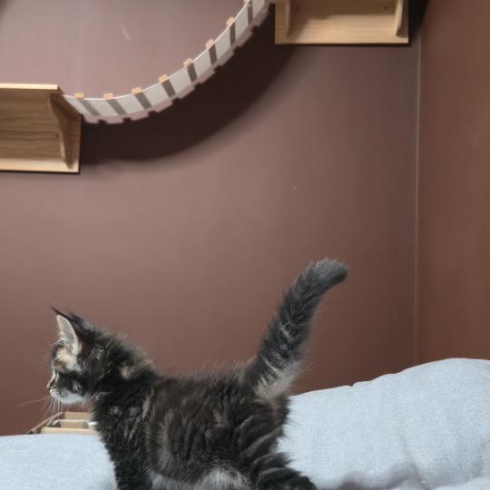 chaton Maine coon brown blotched tabby Balisto Elevage de maine coon L'Or sauvage brown blotched tabby