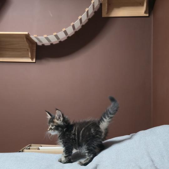 chaton Maine coon brown blotched tabby Balisto Elevage de maine coon L'Or sauvage brown blotched tabby