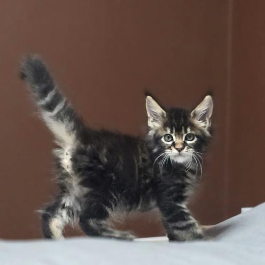 chaton Maine coon brown blotched tabby Balisto Elevage de maine coon L'Or sauvage brown blotched tabby