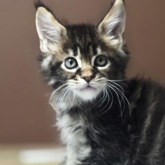 chaton Maine coon brown blotched tabby Balisto Elevage de maine coon L'Or sauvage brown blotched tabby