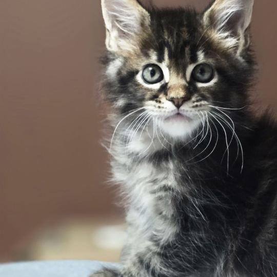 chaton Maine coon brown blotched tabby Balisto Elevage de maine coon L'Or sauvage brown blotched tabby