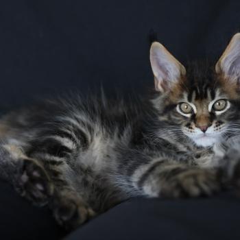 Balisto DE L'OR SAUVAGE Mâle Maine coon