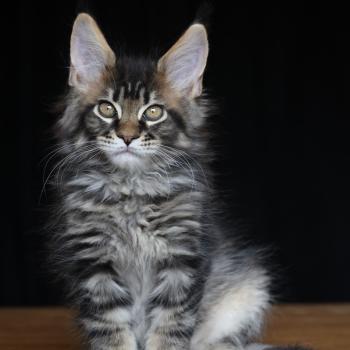 Balzac Gold DE L'OR SAUVAGE Mâle Maine coon