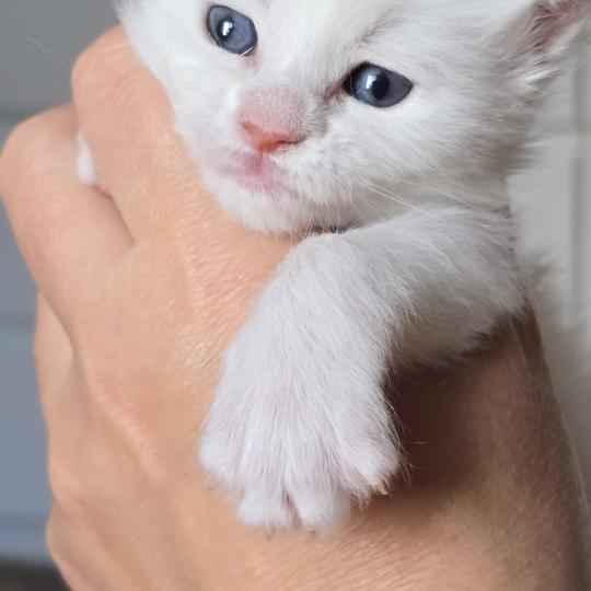 chaton Maine coon cream shell Barry White Elevage de maine coon L'Or sauvage cream shell