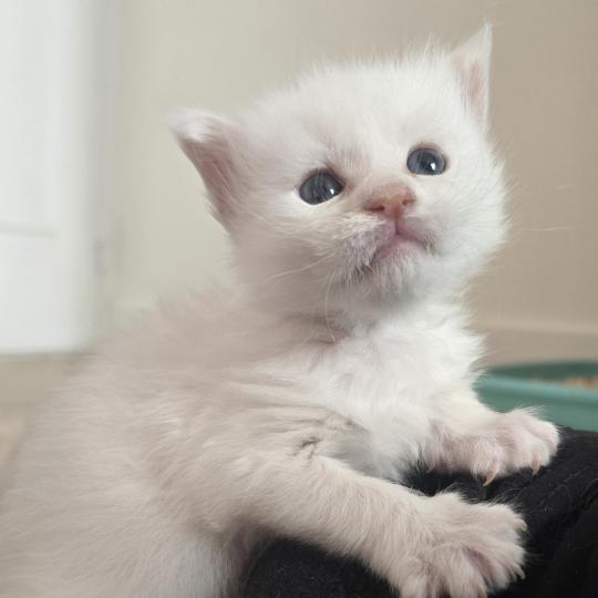 chaton Maine coon cream shell Barry White Elevage de maine coon L'Or sauvage cream shell