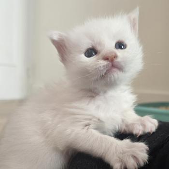 Barry White DE L'OR SAUVAGE Mâle Maine coon