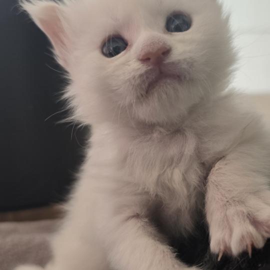 chaton Maine coon cream shell Barry White Elevage de maine coon L'Or sauvage cream shell
