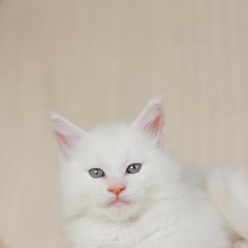 Barry White DE L'OR SAUVAGE Mâle Maine coon