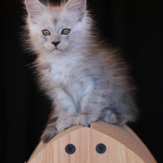 chaton Maine coon black smoke BIANCA Elevage de maine coon L'Or sauvage black smoke 