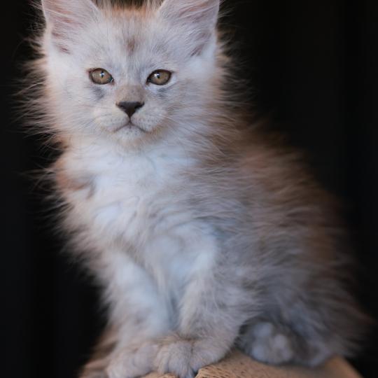 chaton Maine coon black smoke BIANCA Elevage de maine coon L'Or sauvage black smoke 