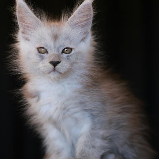 chaton Maine coon black smoke BIANCA Elevage de maine coon L'Or sauvage black smoke 