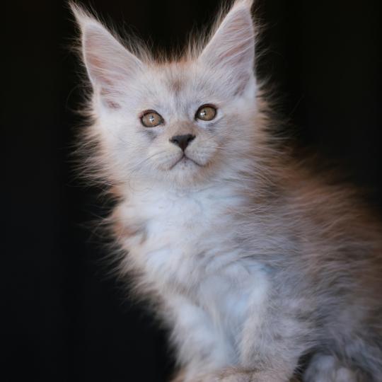 chaton Maine coon black smoke BIANCA Elevage de maine coon L'Or sauvage black smoke 
