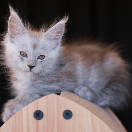chaton Maine coon black smoke BIANCA Elevage de maine coon L'Or sauvage black smoke 