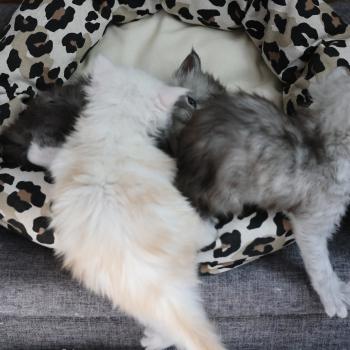 Bobby DE L'OR SAUVAGE Mâle Maine coon