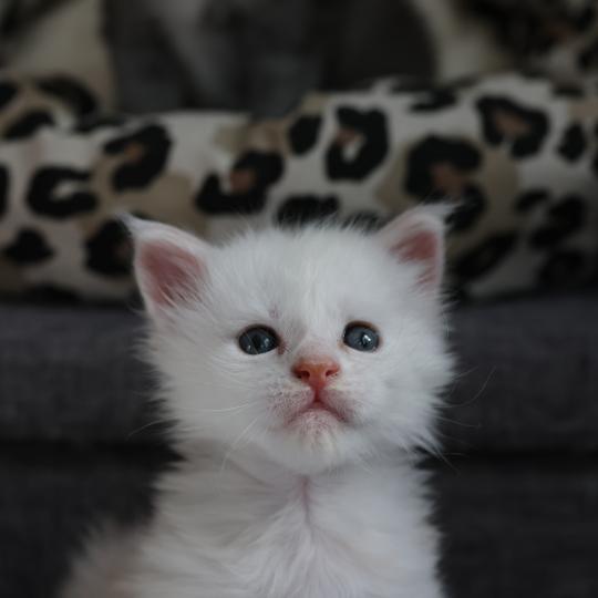 chaton Maine coon red smoke Bobby Elevage de maine coon L'Or sauvage red smoke 